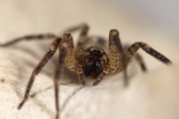 La Zoropse  pattes pineuses. Une femelle (Araneae - Zoropsidae - Zoropsis spinimana)